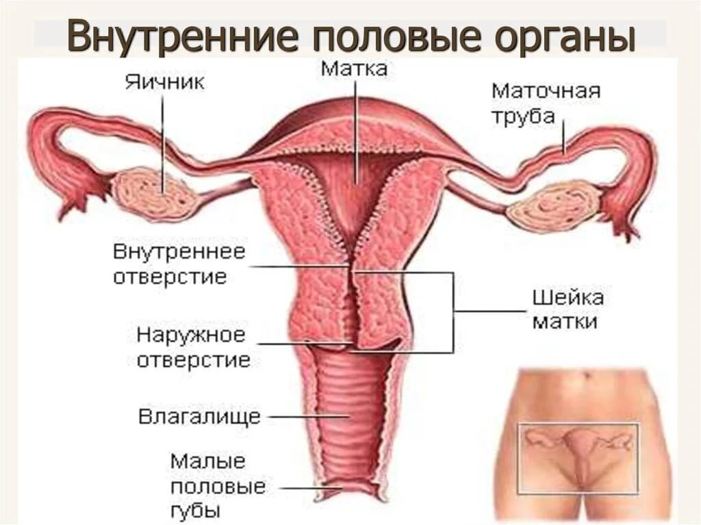 Секс в последний день менструации: объяснение возможности беременности