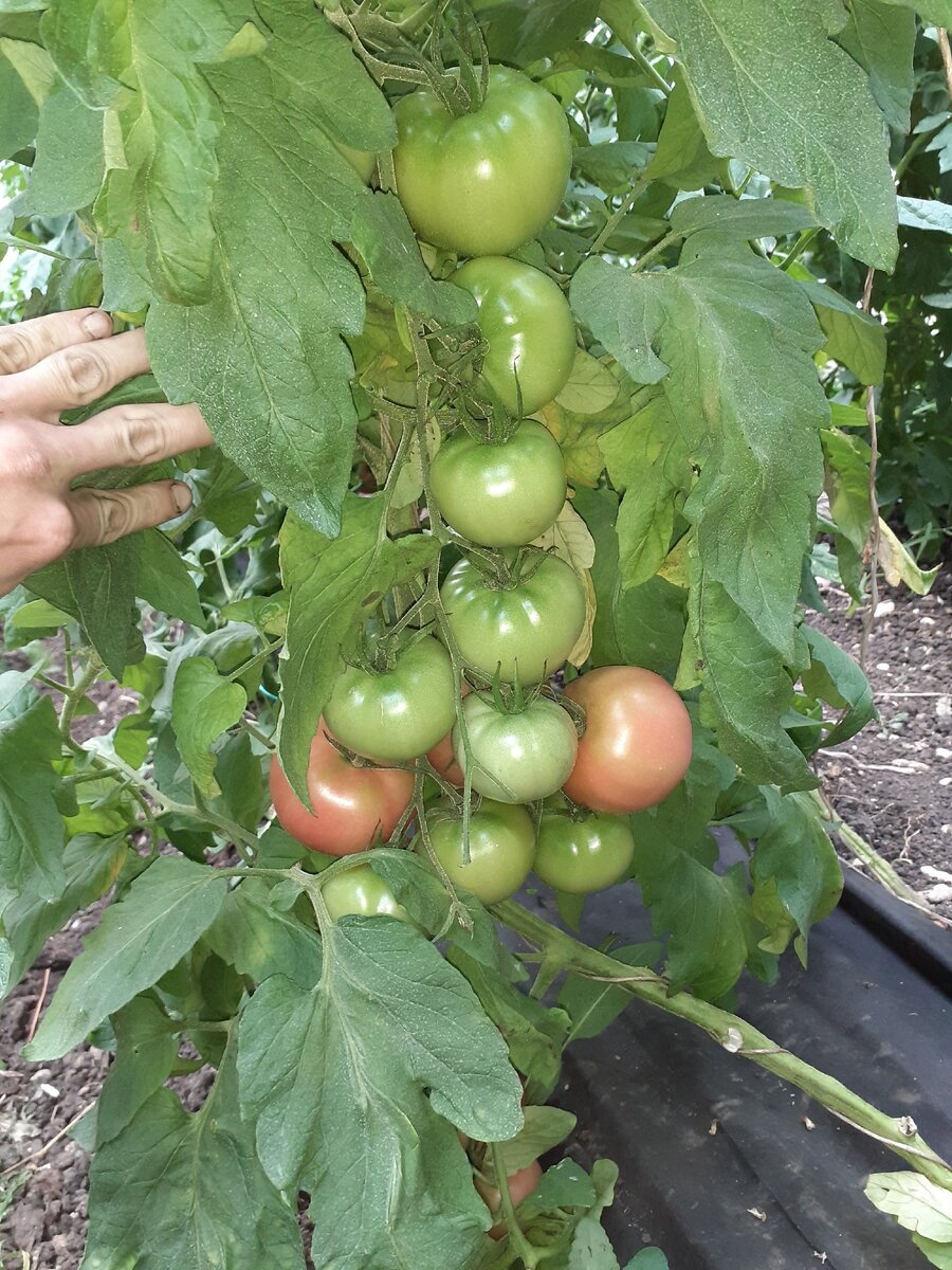 Завязь при постукивании по шпалере