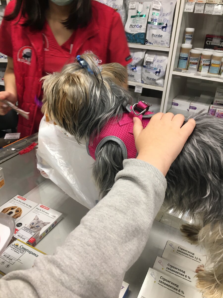 Купили собаке обновку