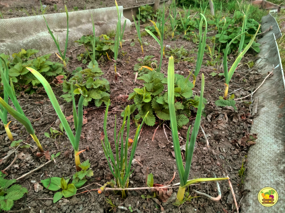 Слегка пожелтевшие листья чеснока