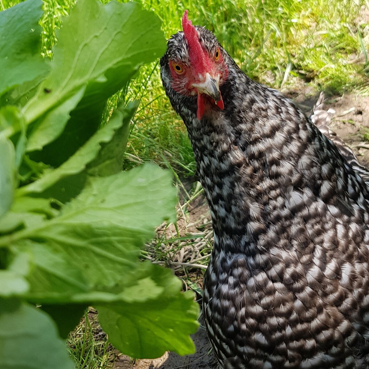 моя ручная курица)