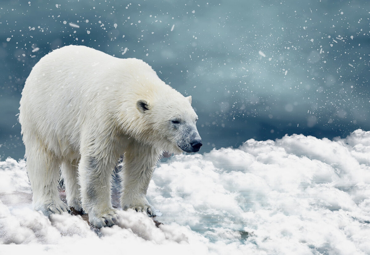 медведь фото. белый медведь нанук. медведь на аву. медведь в очках. Bear me now.