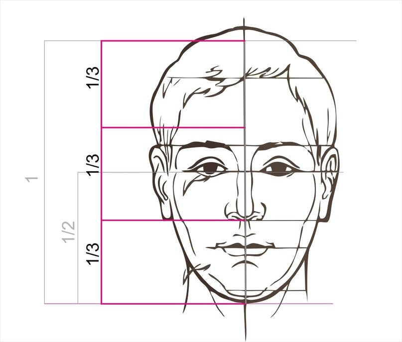 Какой размер лица. Пропорции лица человека сбоку. Пропорции лица человека для рисования. Портрет пропорции лица человека. Пропорции мужского лица для рисования.