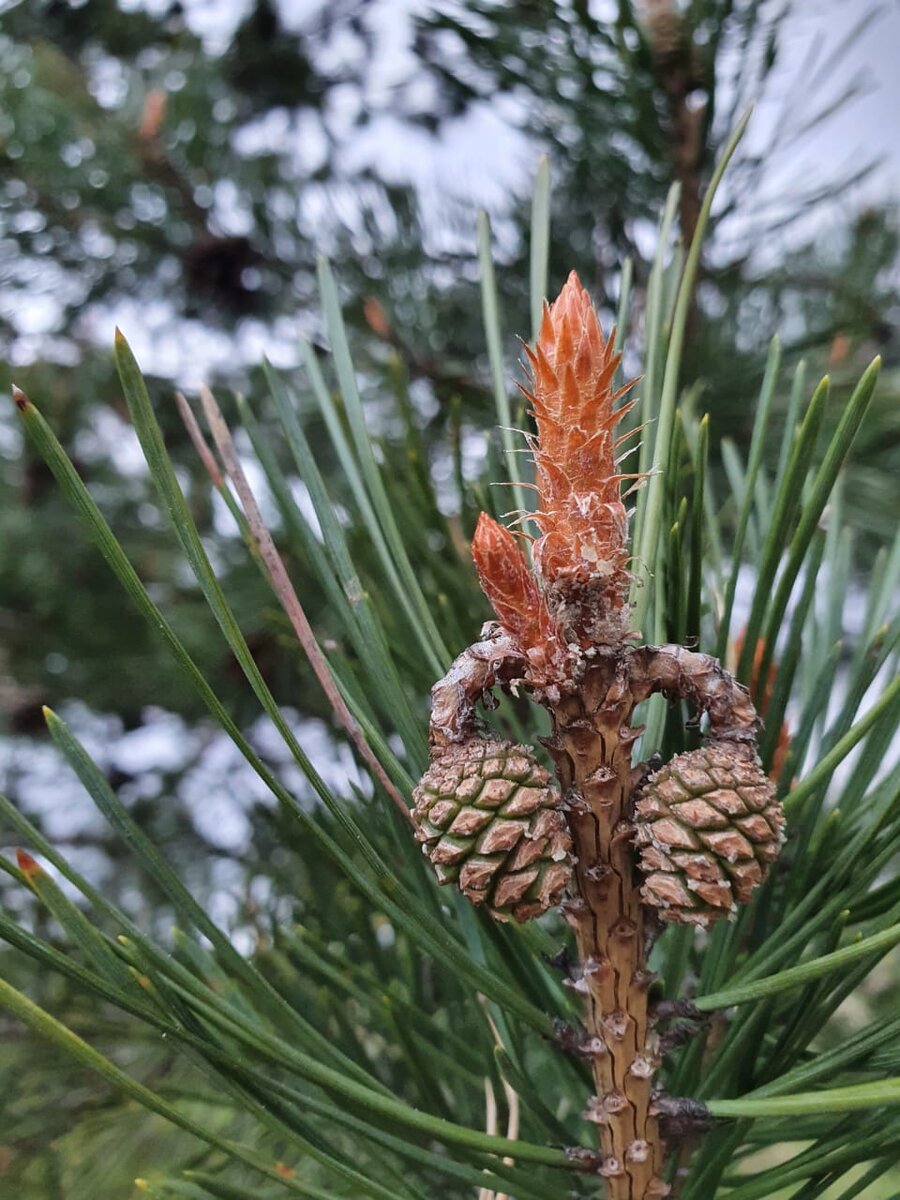 Природа художник