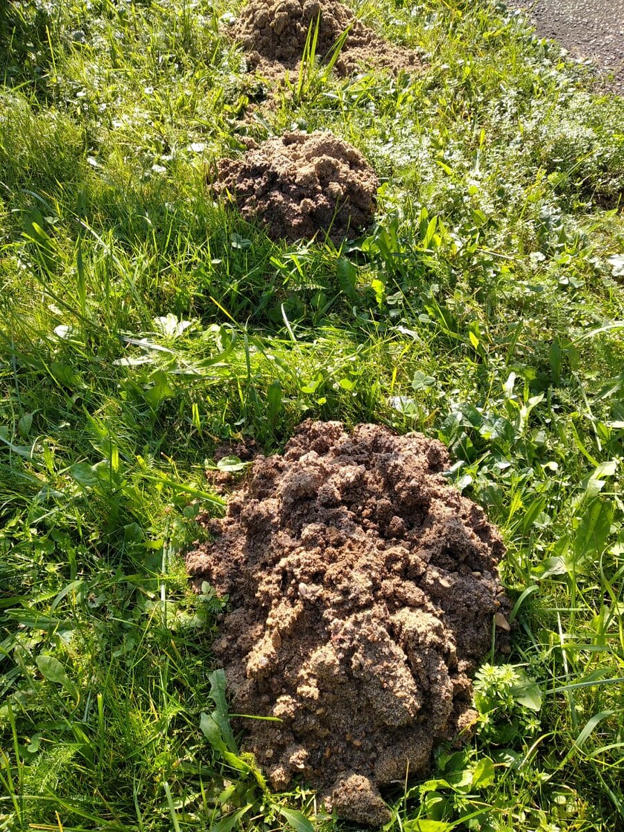 Вот так из-за кротов сейчас выглядит мой участок, фото авторское 