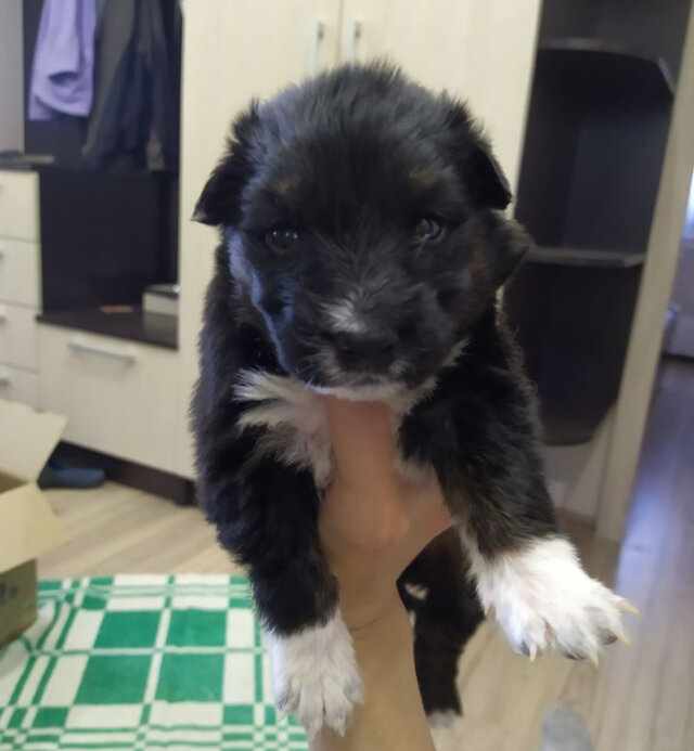 Про такого красавчика будет речь.