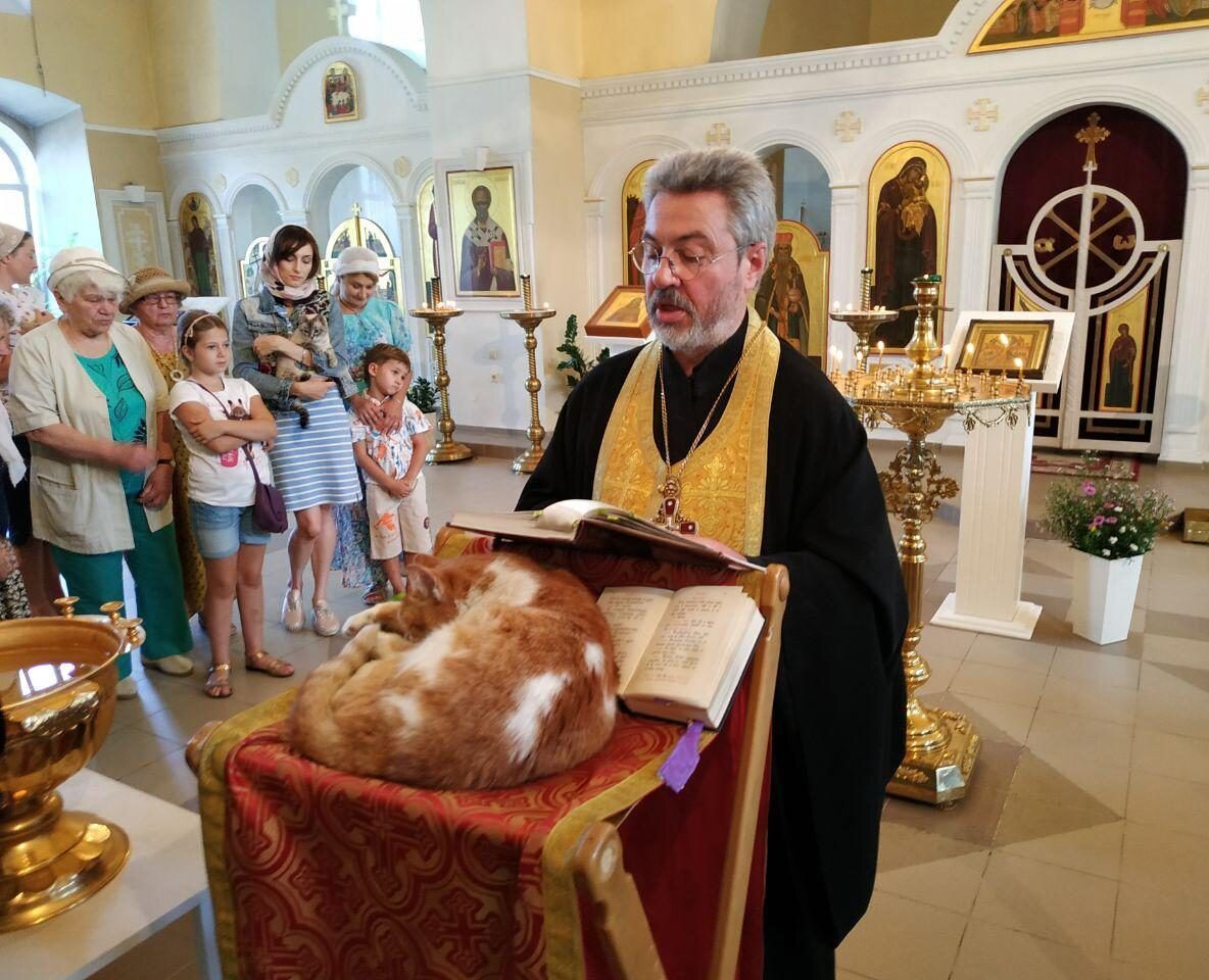 кошка в храме