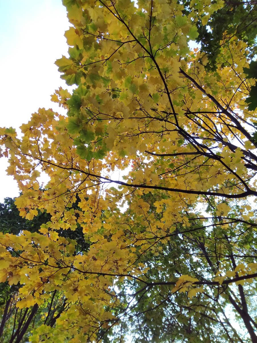 Золотая осень в парке "Красная Пресня"