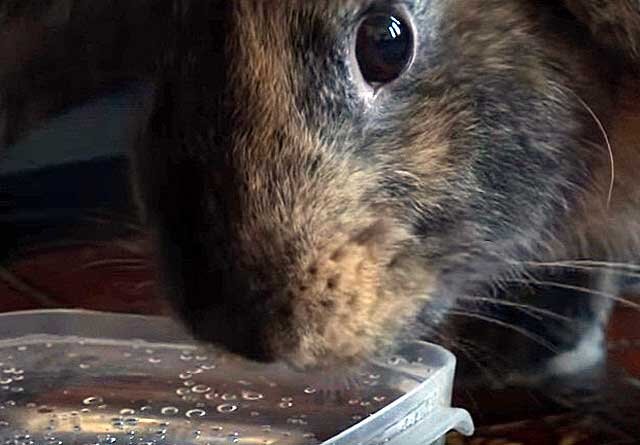 Как сделать поилку для кроликов из пластиковой бутылки своими руками
