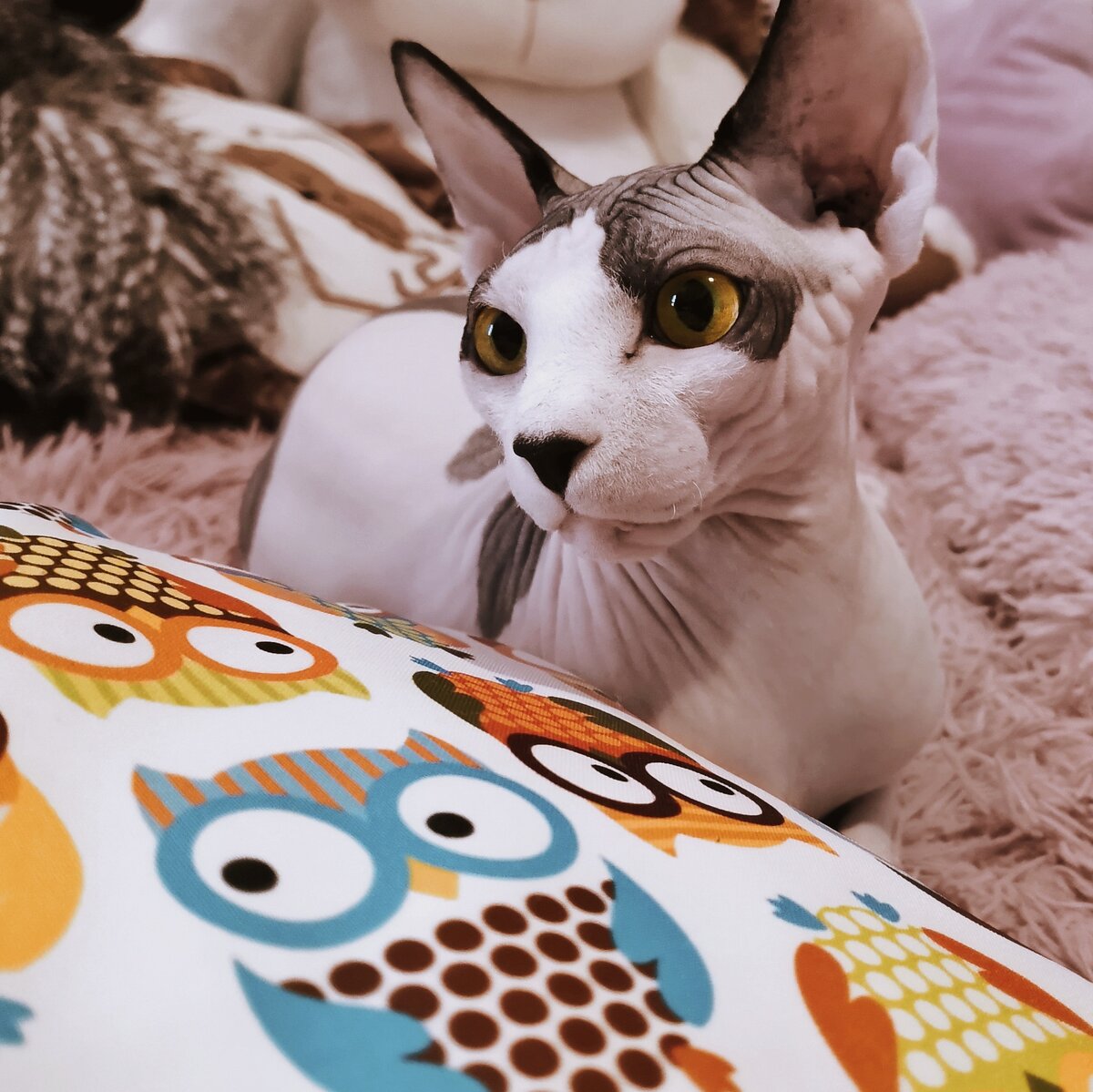 Мой любимец