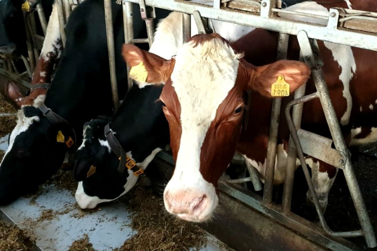 почему мясо коров