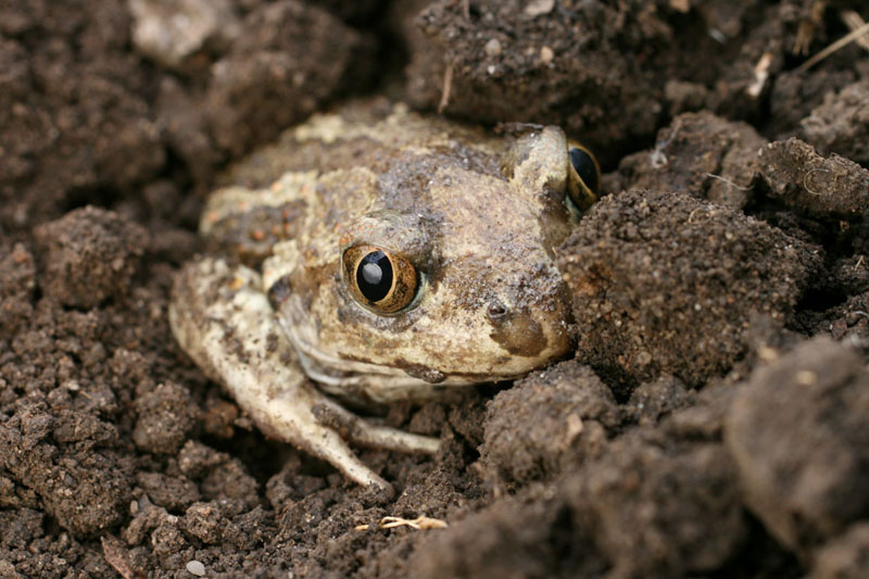 Какую пользу приносят на даче жабы и лягушки | 25 соток счастья! | Дзен