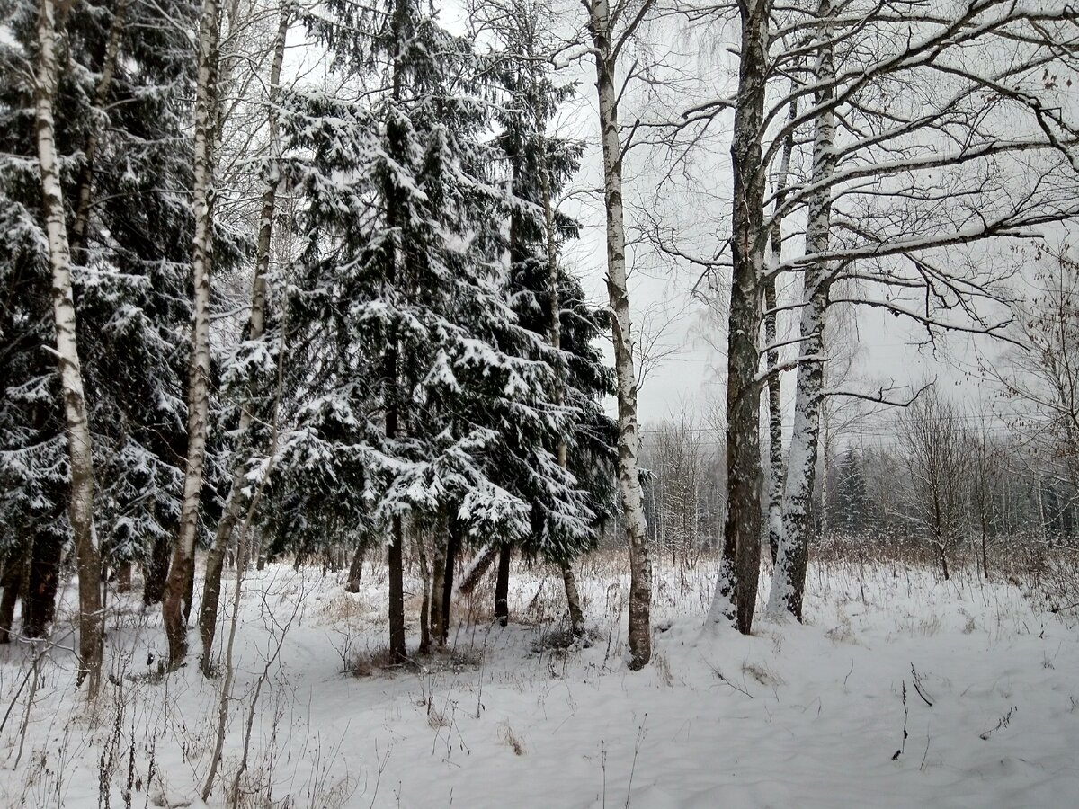 Фото автора. Зимний лес после снегопада.