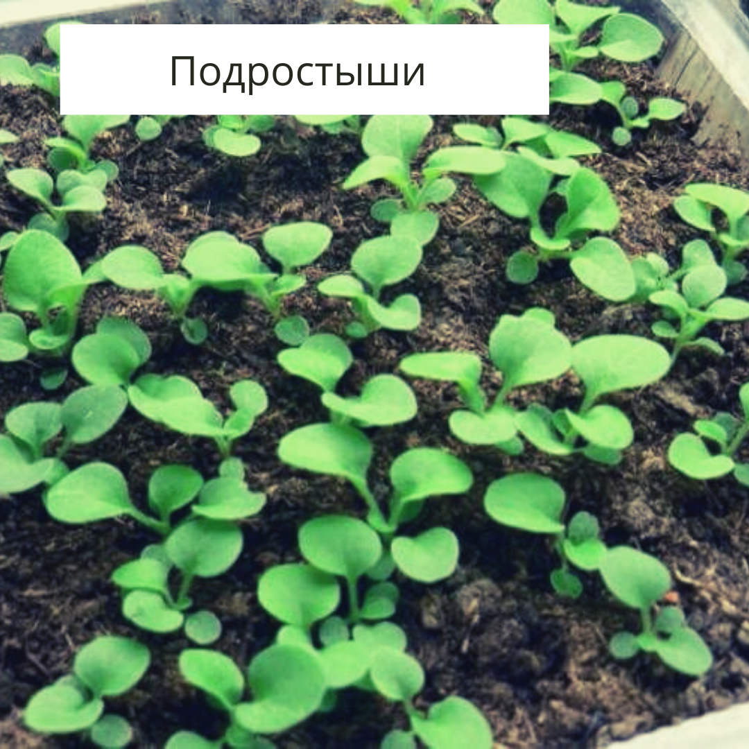 Вот таких подростышей мы получаем