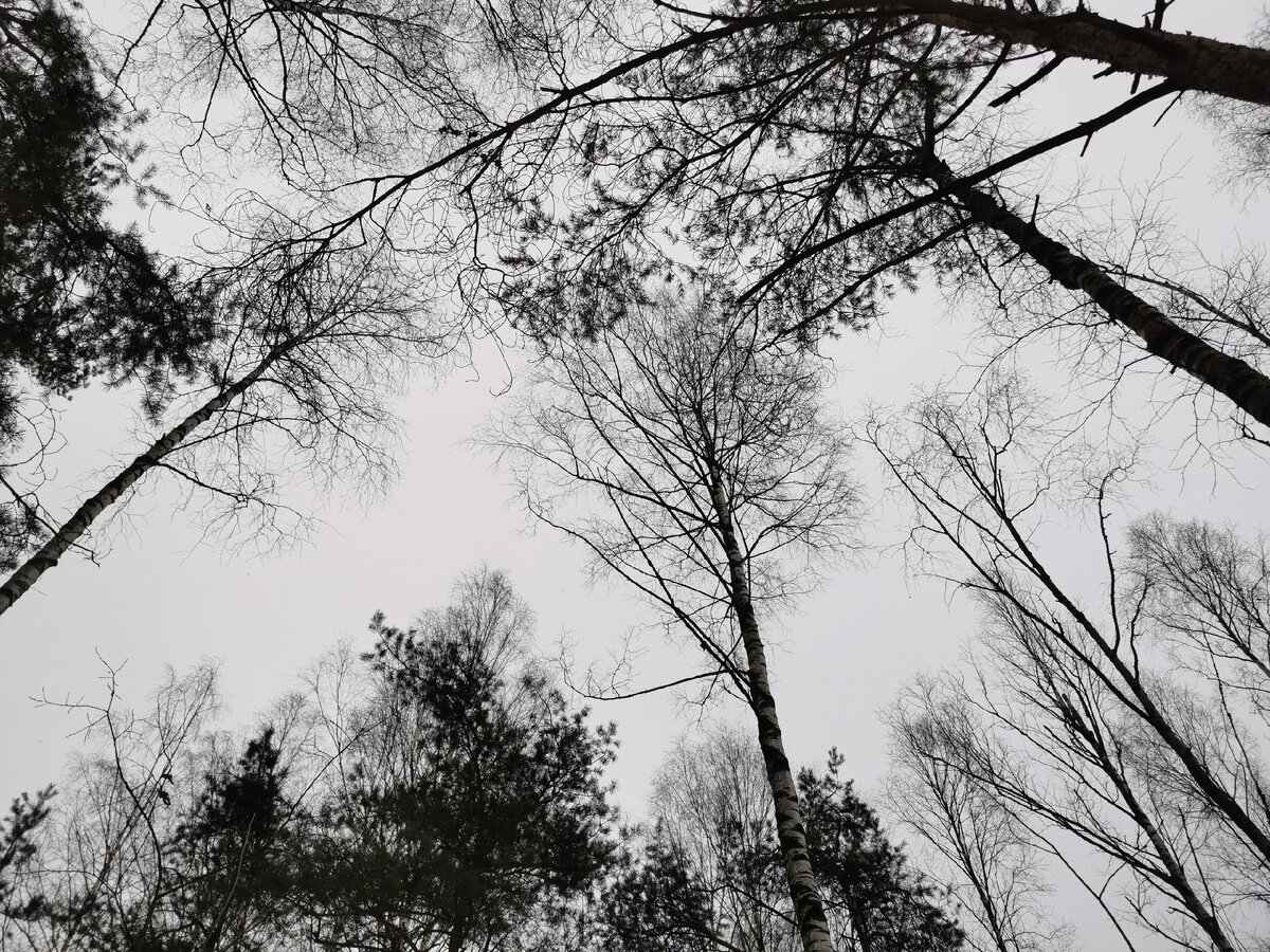 Пять однообразных зимних фотографий