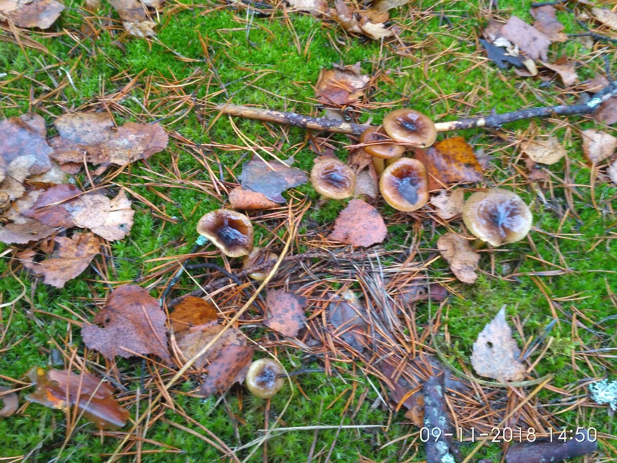 Очень вкусные грибы в мещерских лесах, но не все их знают | Прогулки по ...