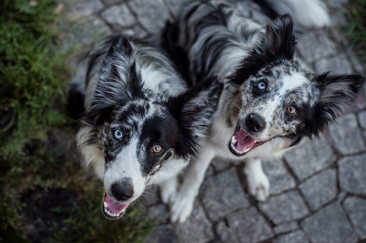 Взято с https://kot-pes.com