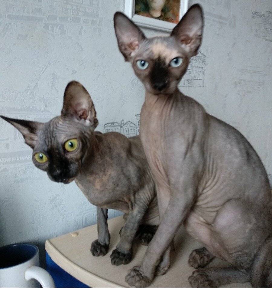 Две черепашки — Барселона и Византия