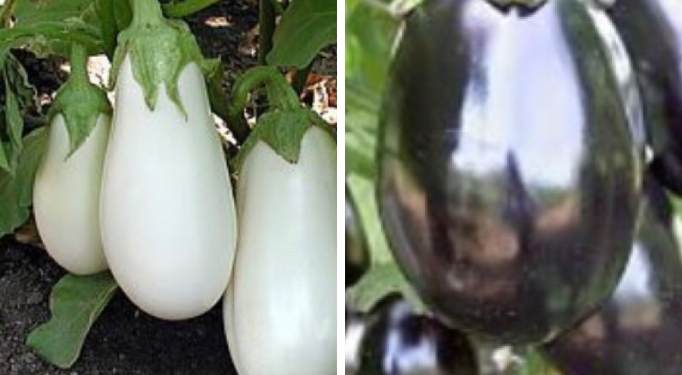 Полезные советы по уходу и выращиванию рассады баклажана