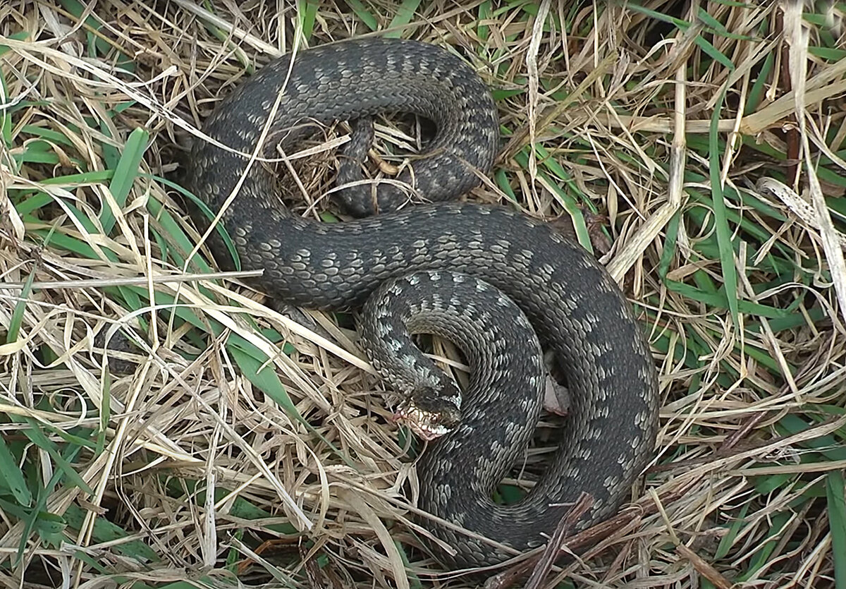 Матерая гадюка весной