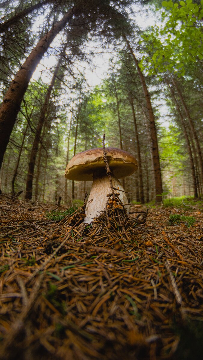 Встреча в лесу.🌳🌳🌳