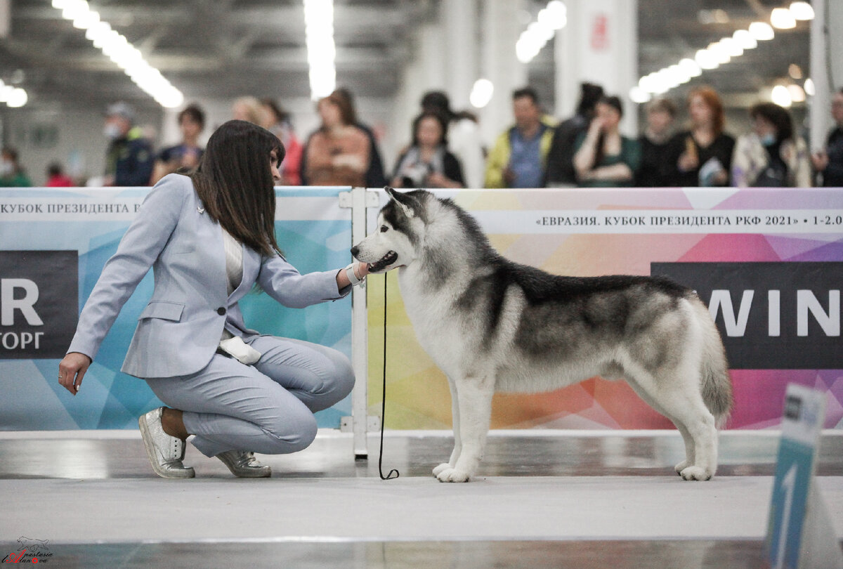 Коба на Выставке