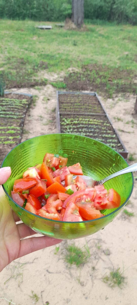 Лук со своей грядки