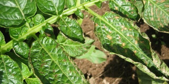 Что делать, если у картофеля скручиваются листья?