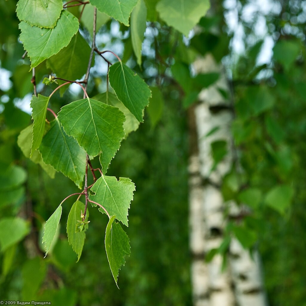 В самом деле, почему считается, что до Троицы непременно нужно переделать все дела в огороде, особенно, успеть посадить-посеять все культуры?