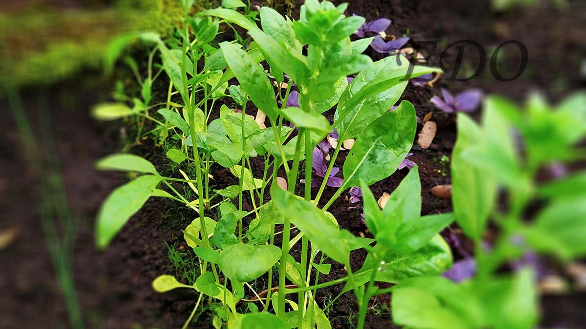 Шпинат это овощ