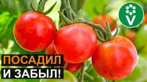 Томаты Для Ленивых! Этот сорт не болеет, не требует пасынкования и подвязки