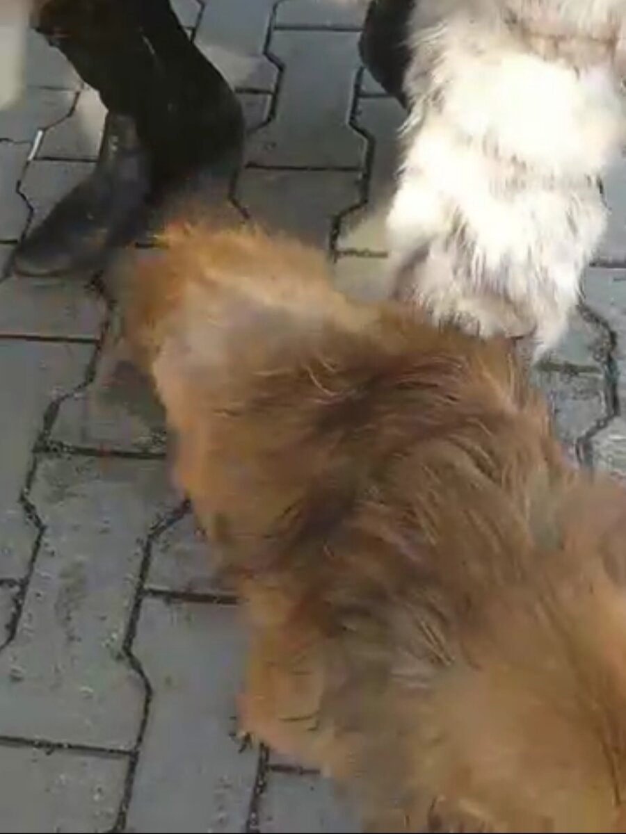 Половина туловища было лысое