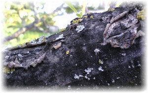 Каждый садовод считает нужным вырастить на даче яблоню. Без этого дерева сложно представить полноценный сад. Как у всех остальных деревьев, присутствуют болезни яблонь, которые влияют на плодотворность и качество выращенных яблок. Каждому человеку, кто занимается урожаем, необходимо знать возможные болячки и правильно на них реагировать.