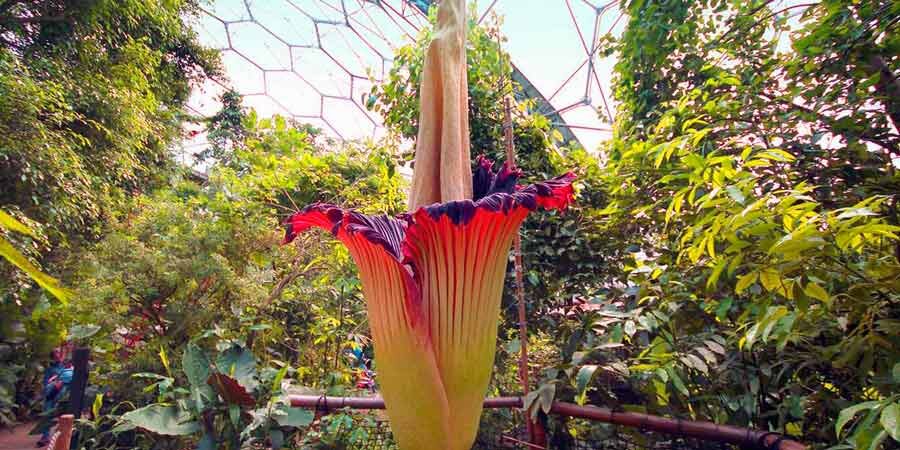 Аморфофаллус титанум