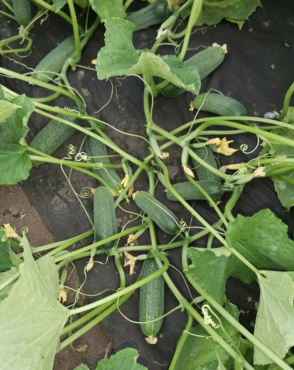 Добавьте описание