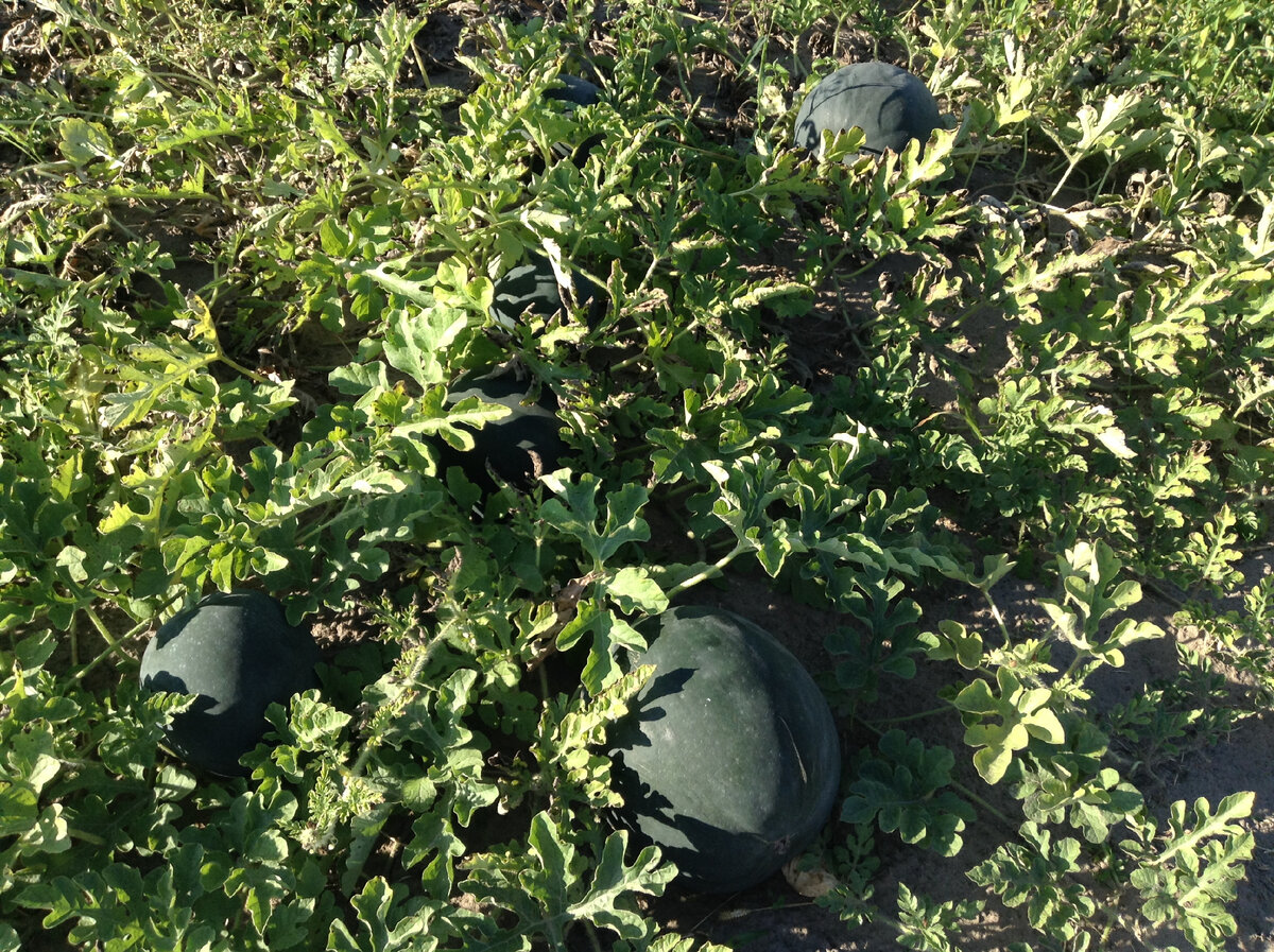 арбузы поспевают