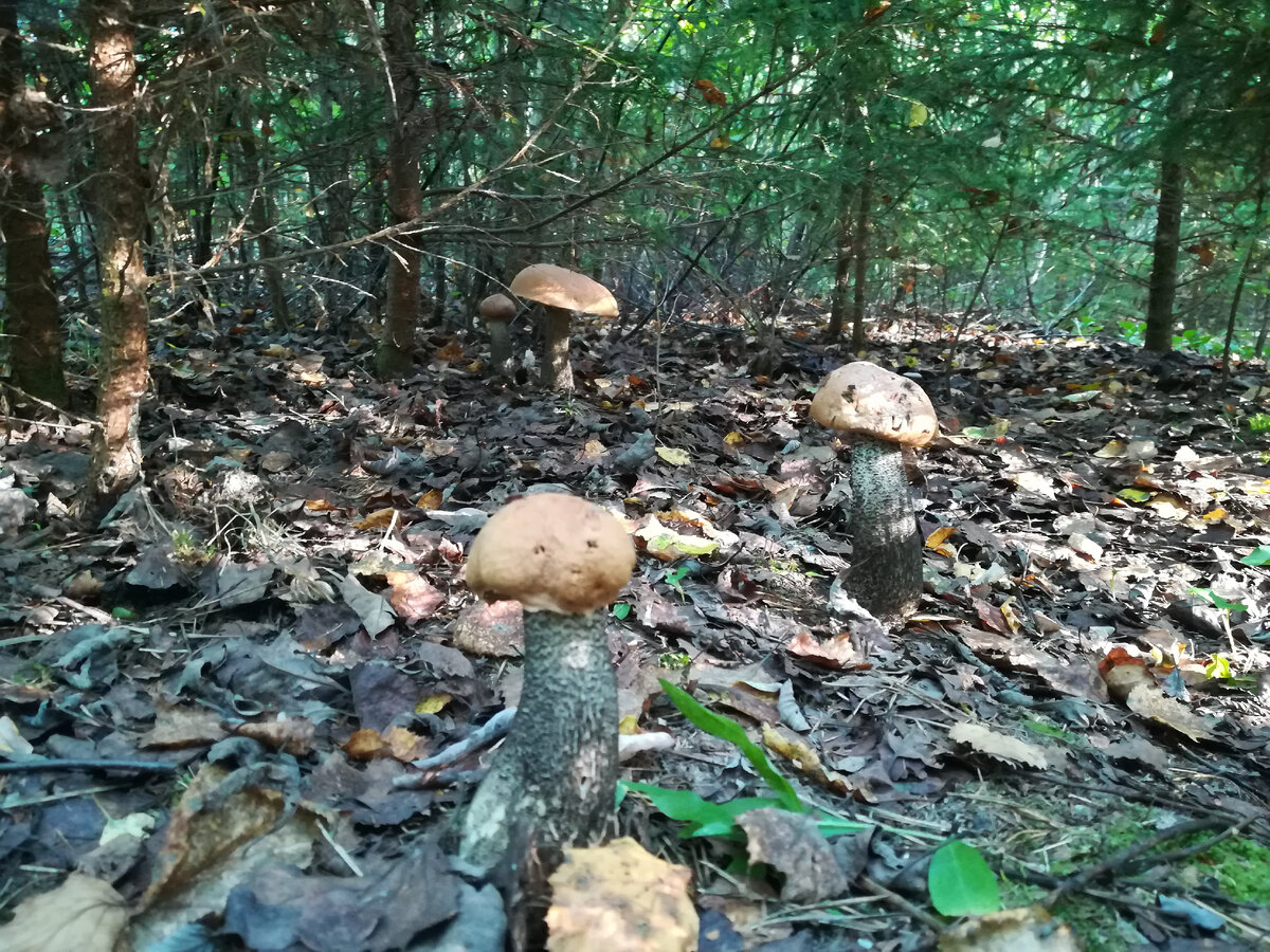 Когда первым попадаешь в лес