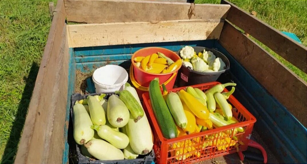 Самое приятное время - собирать урожай