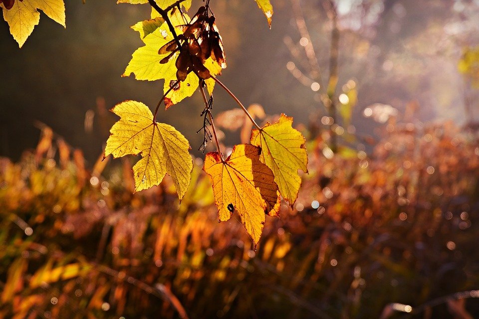 Взято с сайта pixabay.com