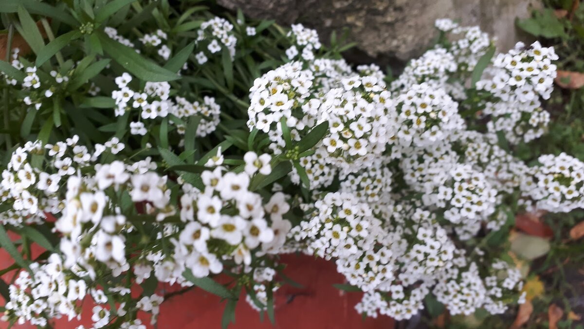 алиссум фото