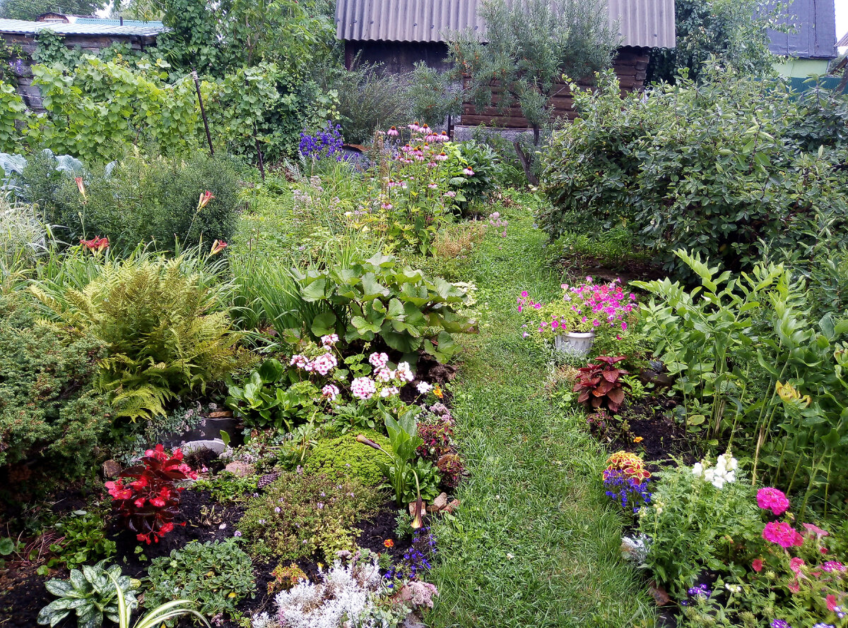 На переднем плане цветы, прямо в конце дорожки - облепиха, слева вдали - виноград, справа на заднем плане - кусты жимолости