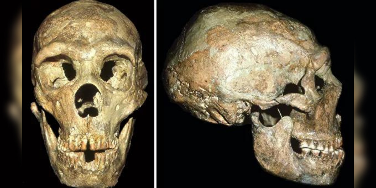 Зубы неандертальца. Фото с сайта - https://clck.ru/Yktwu