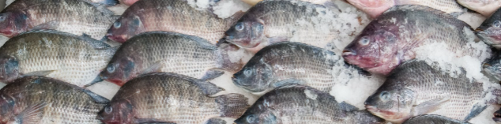 Свежая рыба прямиком из фермы для клиентов гипермаркетов "Твой Дом"