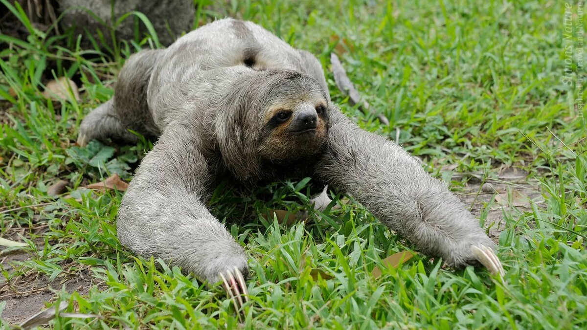 как надо ходить?