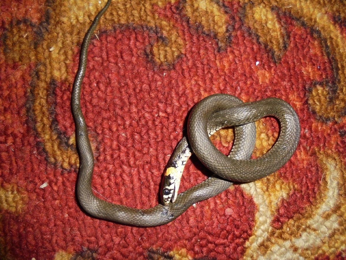 Фото Мариши