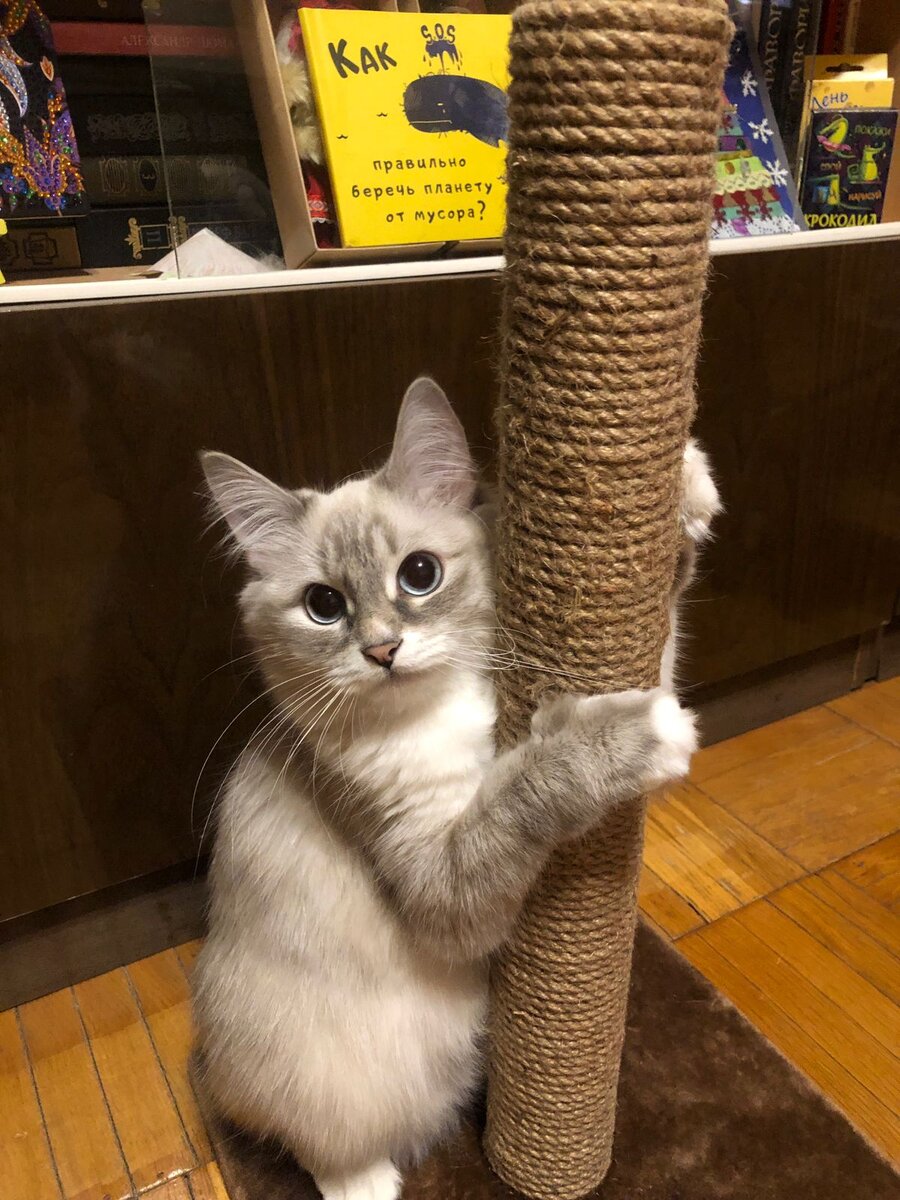 Невская маскарадная кошка