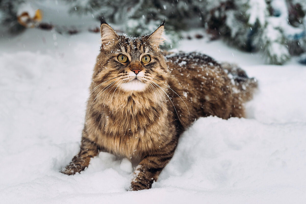 Чем русский кот отличается от американского кота | Приключения ...