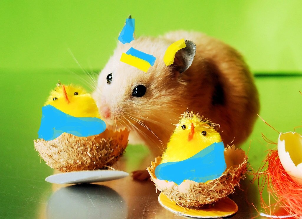 Хомяк. (яндекс-картинки)