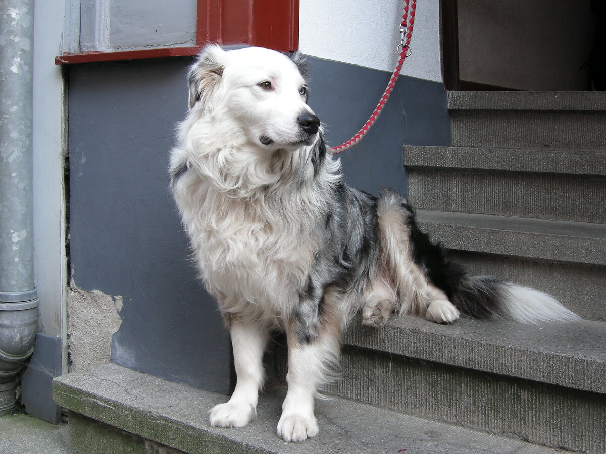 Собака у подъезда жилого дома в ожидании хозяина. Фото из личного архива