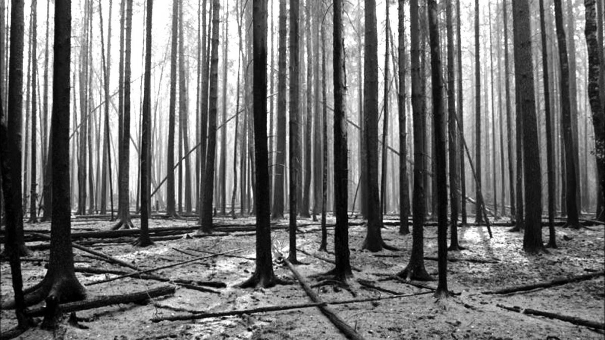Лес гибнет. Умирающие леса.
